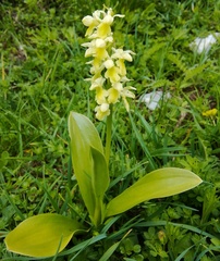Orchis pallens