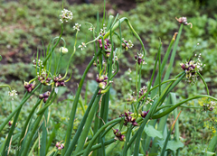 Allium proliferum