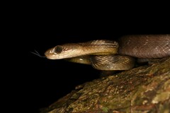 Boiga guangxiensis