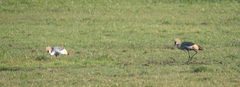 Balearica regulorum