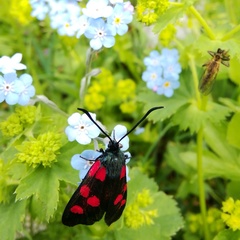Zygaena angelicae