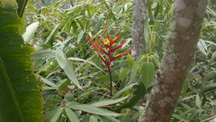 Heliconia subulata