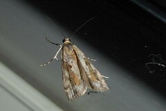 Eudonia submarginalis