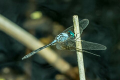 Trithemis stictica