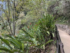 Heliconia subulata