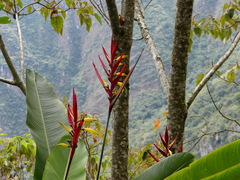 Heliconia subulata