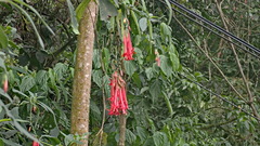 Fuchsia boliviana