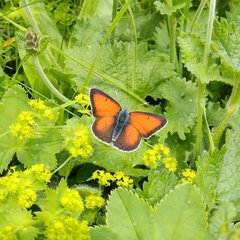 Lycaena candens