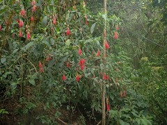 Fuchsia boliviana