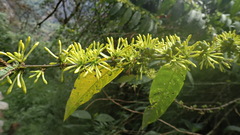 Cestrum conglomeratum