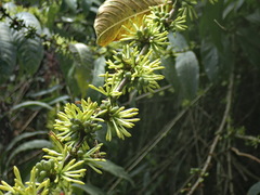 Cestrum conglomeratum