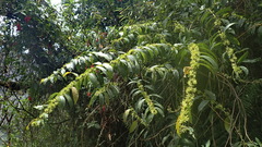 Cestrum conglomeratum