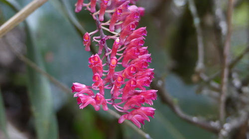 Comparettia rubriflora (Senghas) M.W.Chase & N.H.Williams 3