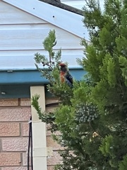 Platycercus elegans adelaidae