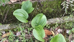 Smilacaceae