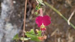 Cuphea cordata