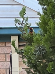 Platycercus elegans adelaidae