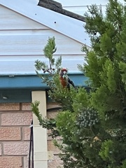 Platycercus elegans adelaidae
