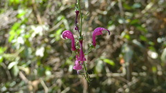 Centropogon urubambae