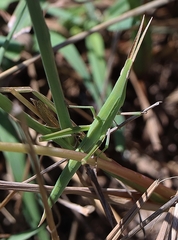 Acrida conica