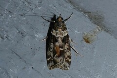 Eudonia submarginalis