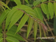 Ailanthus altissima tanakai