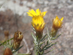 Oedera pungens angustifolia