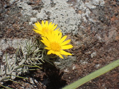 Oedera pungens angustifolia