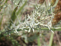 Oedera pungens angustifolia