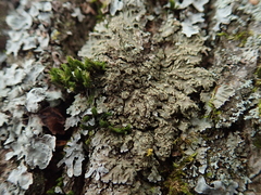 Physconia enteroxantha