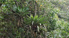 Tillandsia fendleri