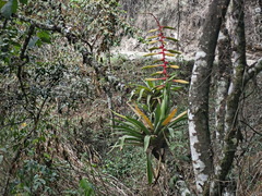 Tillandsia fendleri