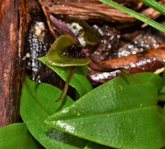 Chiloglottis jeanesii