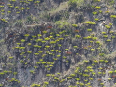 Tillandsia machupicchuensis