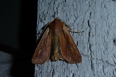 Ichneutica atristriga