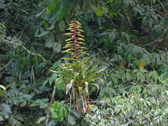 Tillandsia fendleri