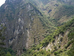 Tillandsia machupicchuensis