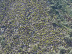 Tillandsia machupicchuensis