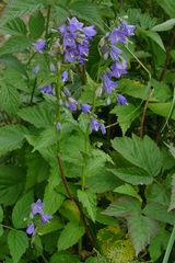 Campanula rhomboidalis