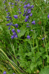 Campanula rhomboidalis