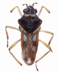 Microvelia hozari