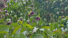 Cobaea scandens