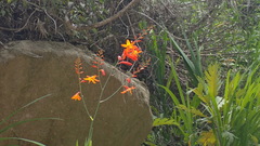 Crocosmia aurea