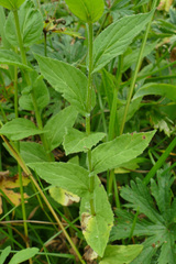 Campanula rhomboidalis