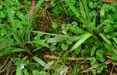 Heteronympha solandri