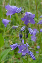 Campanula rhomboidalis