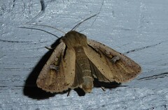 Ichneutica atristriga