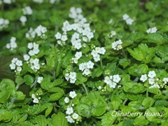 Trigonotis formosana elevatovenosa