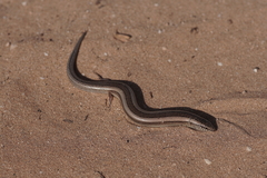 Chalcides mionecton