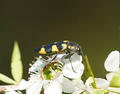 Castiarina rectifasciata